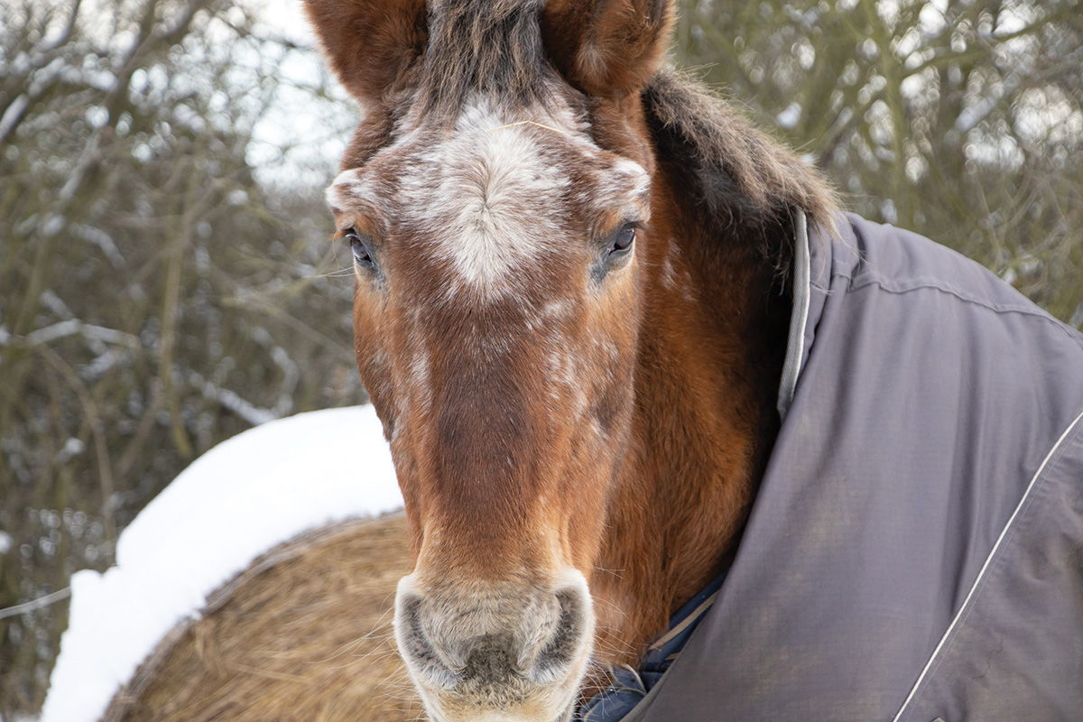 An older Appaloosa in the winter, wearing a blanket