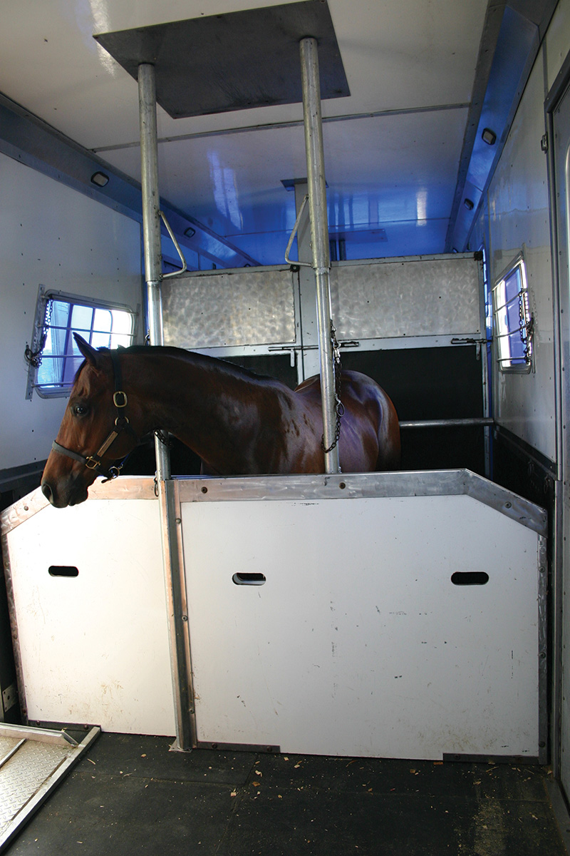 A horse in a box stall on a trailer or van for long-distance hauling