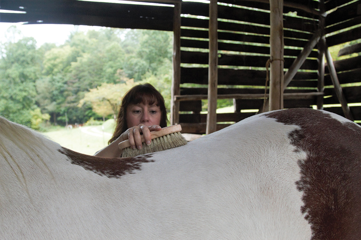 A woman brushing a pinto in a barn
