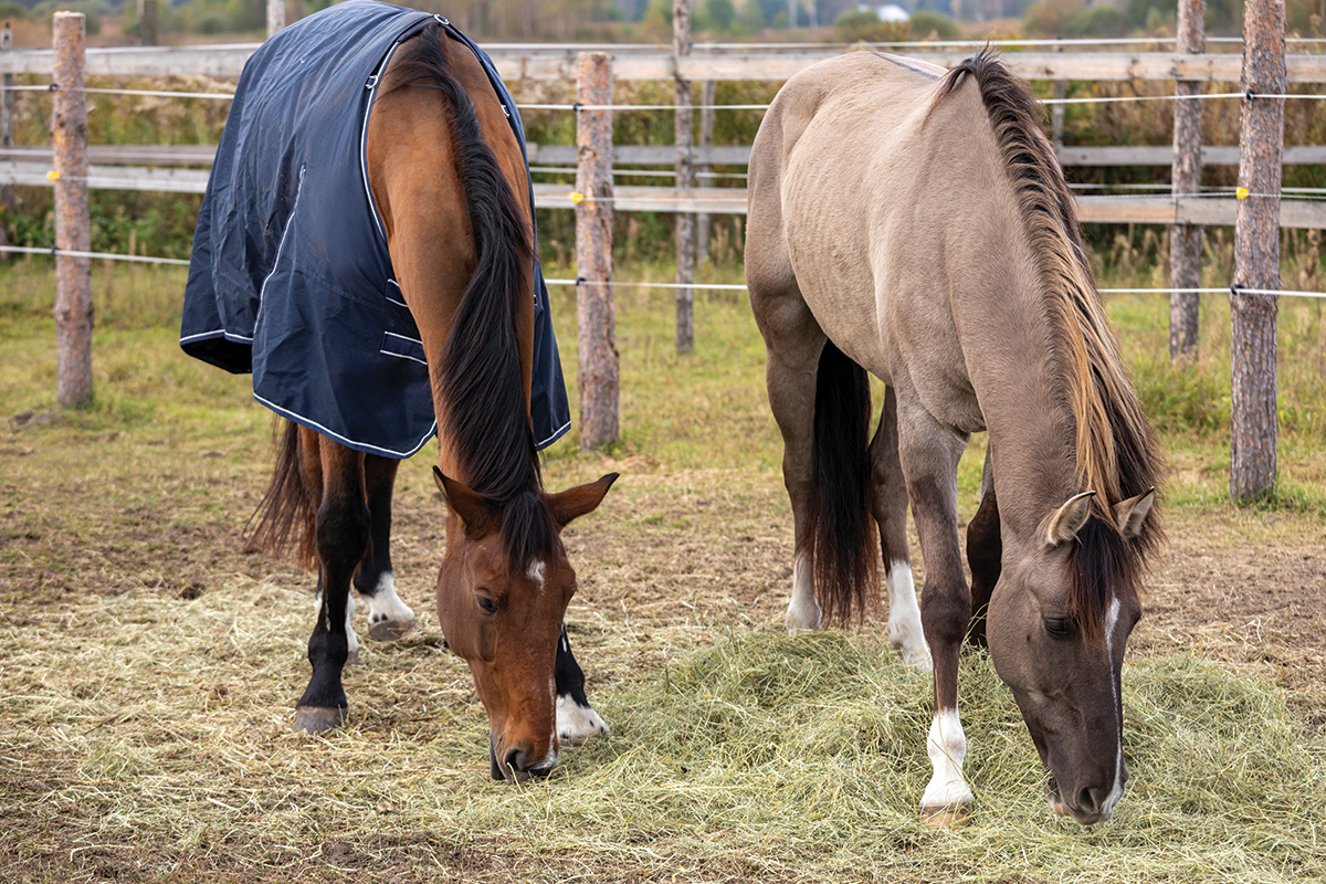 Two equines eat hay off the ground