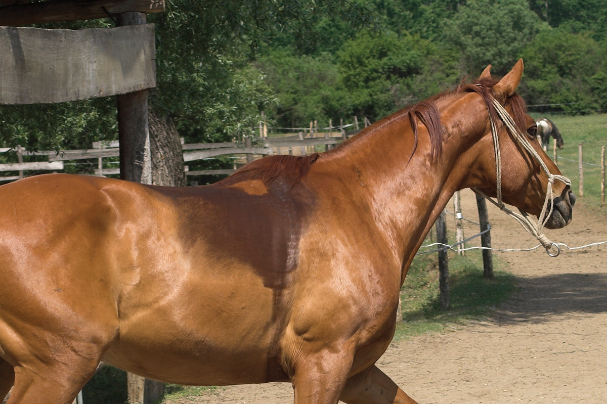 Sweat marks on a horse