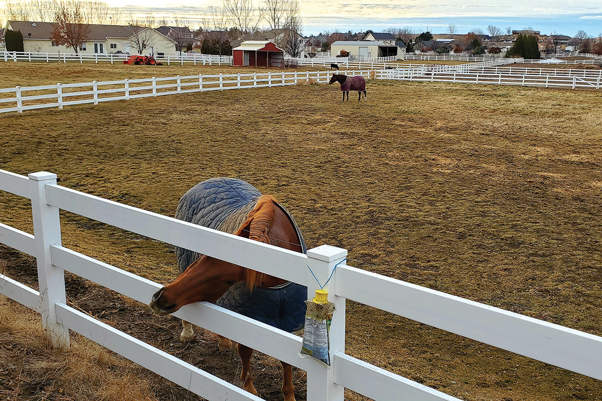 Horses on a winter pasture.