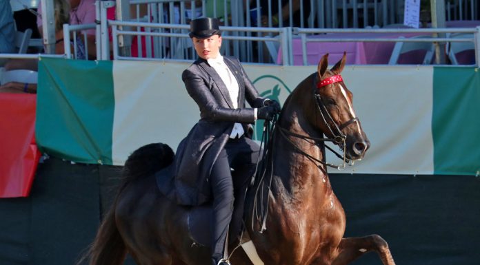 Three-gaited American Saddlebred competing in a horse show