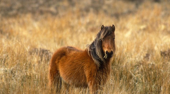 Dartmoor Pony