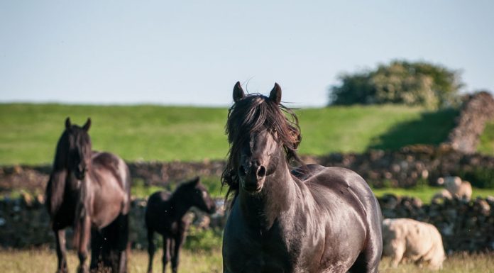 Fell Ponies in a field