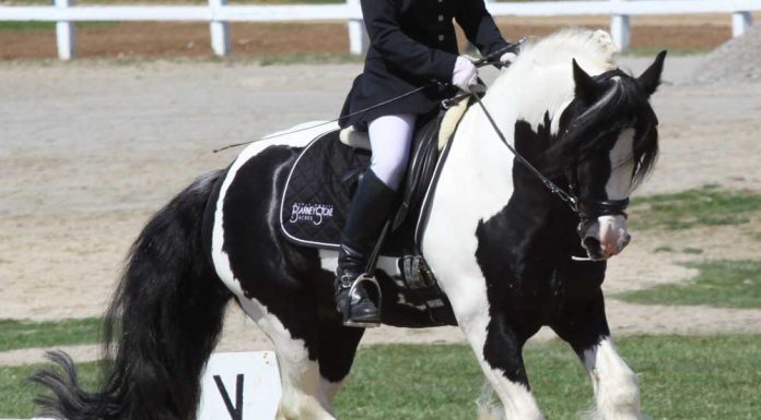 Gypsy Horse cantering in a dressage arena at a horse show