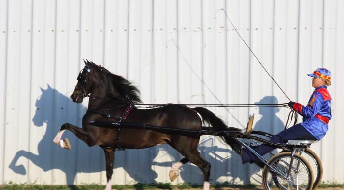 Hackney Pony and driver competing in a roadster to bike class at a horse show.