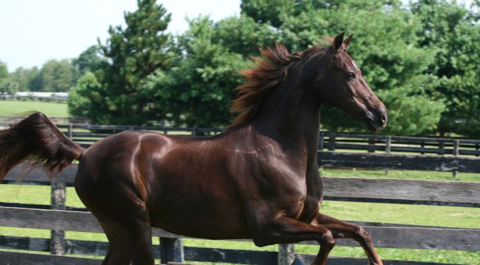 Morgan Horse