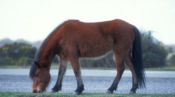 New Forest Pony grazing