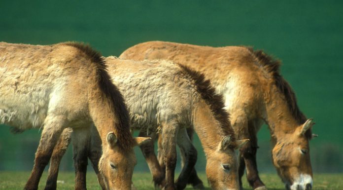 Przewalski's Horses grazing