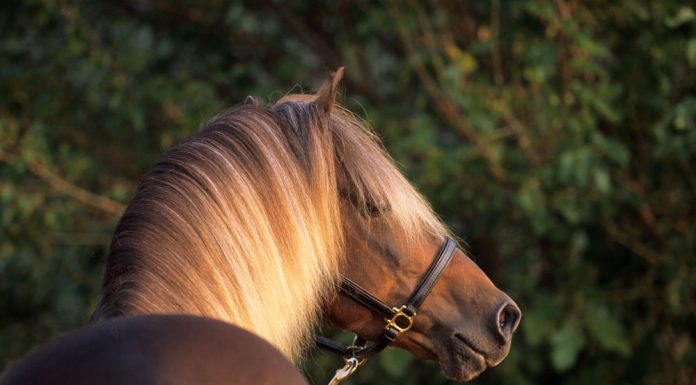 Rocky Mountain Horse