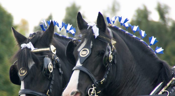 Shire horses closeup