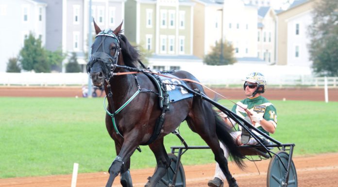 Standardbred horse harness racing