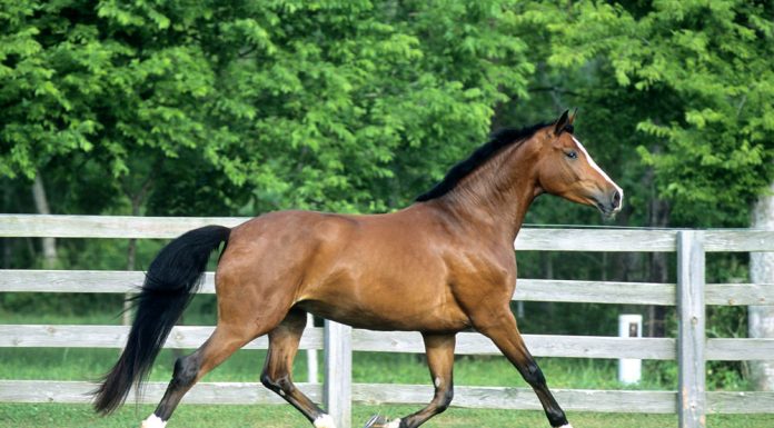 Westphalian horse trotting in a field