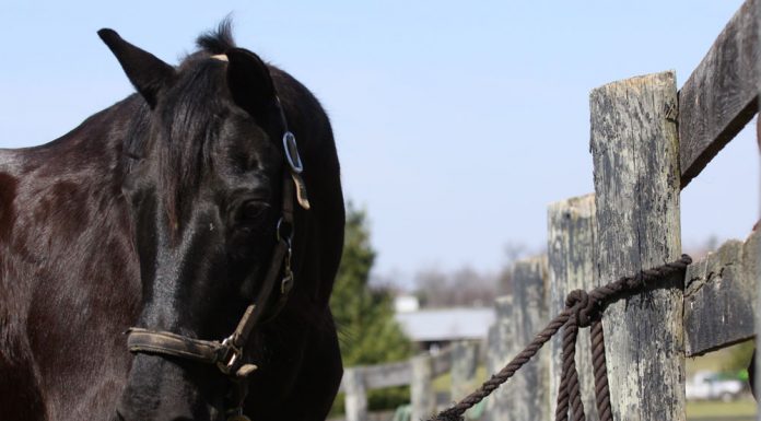 Horse tied to fence