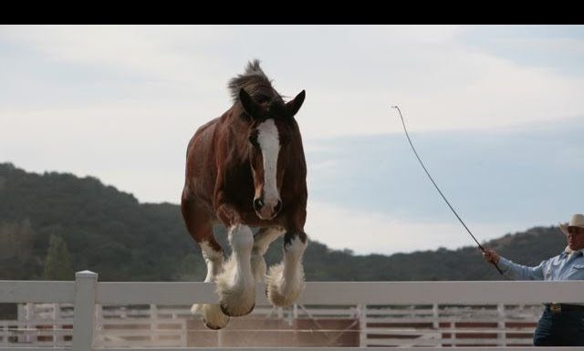 horse jumping