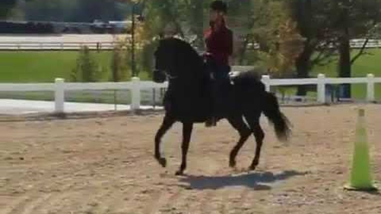 Paso Fino Horse — Full Profile, History, and Care