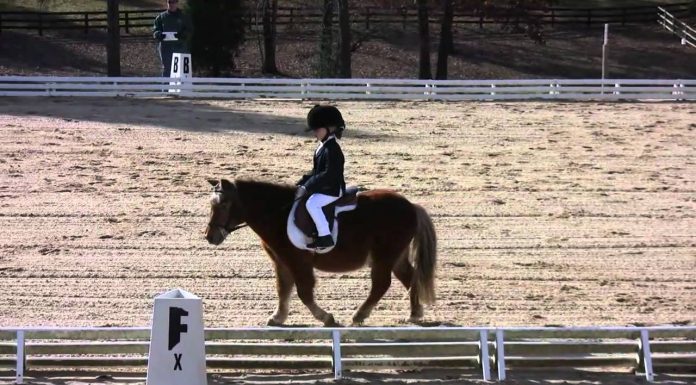 Adorable Dressage