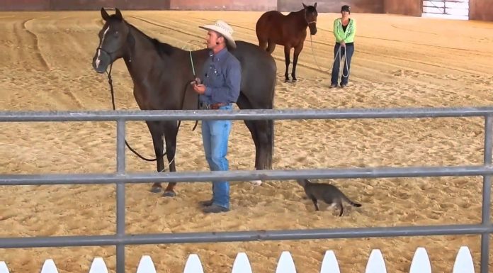 Cat Attacks Horse