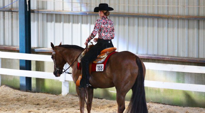 Western show horse at a halt