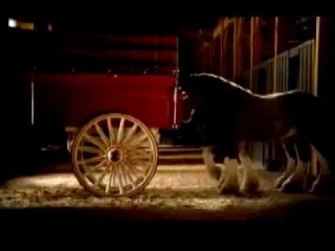 Budweiser Clydesdales American Dream