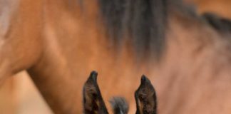 Alert bay foal