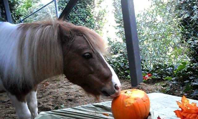 Mini Horse Carves Pumpkin