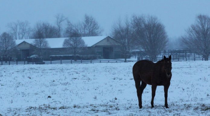 Horse farm in the winter