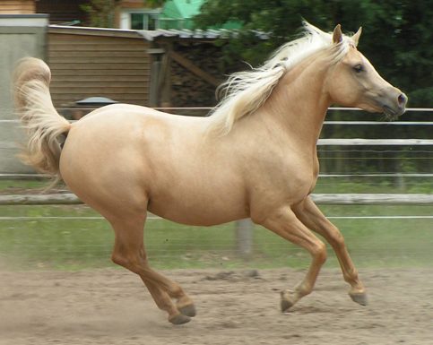 Palomino Quarab Horse cantering