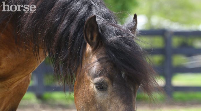 Horse Drinking Water