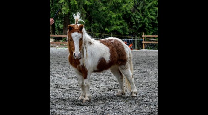 Miniature Horses