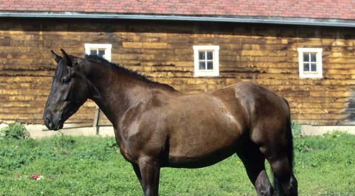 Canadian Horse standing in front of a barn