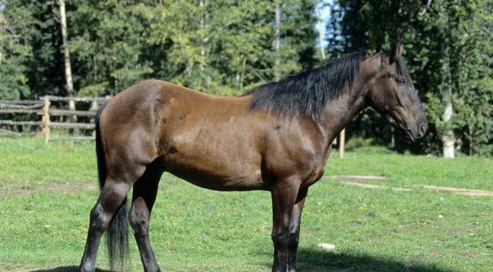 Canadian Horse side view conformation