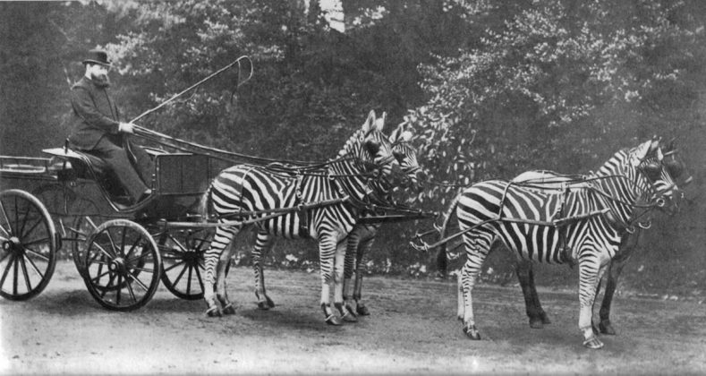 When Riding Zebras was a Thing - Horse Illustrated