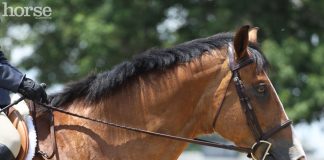 Headshot of a horse in a D-ring snaffle bit