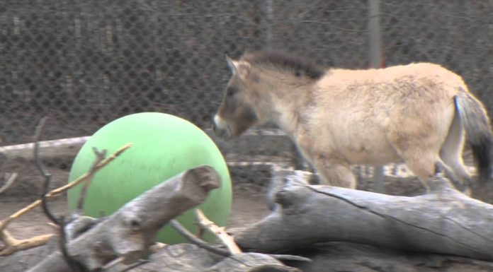 Batu the Przewalski's Horse is Having a Ball