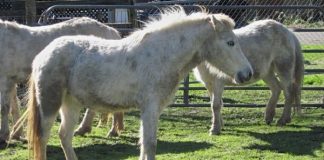 Ukiah Wild Ponies