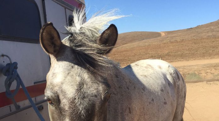 Spanish Mustang