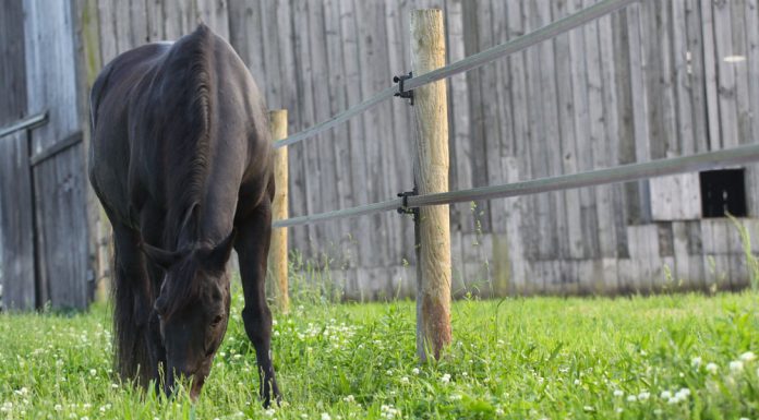 Horse grazing outside of a barn