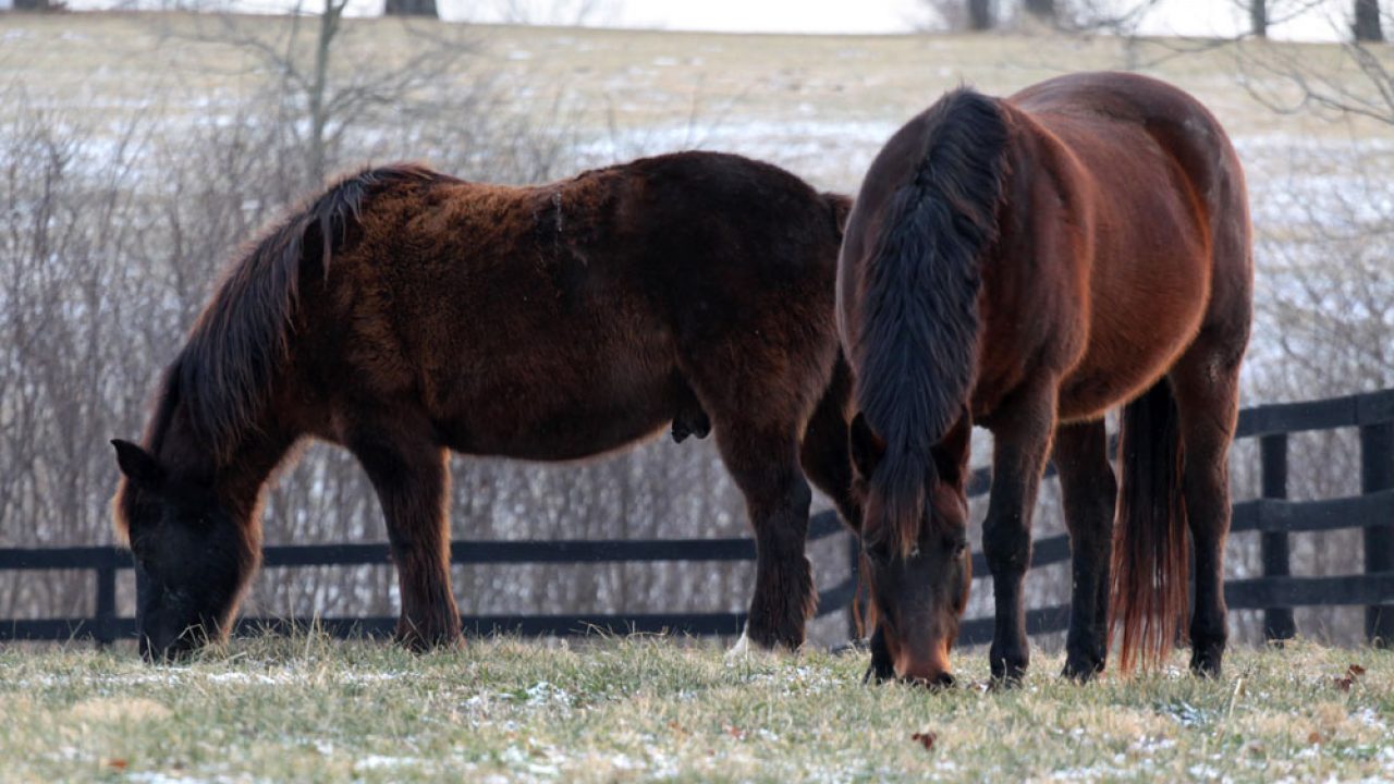 Horse Blanket or Not? - MSU Extension