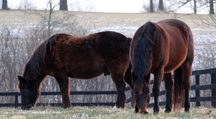 Horses with fuzzy winter coats