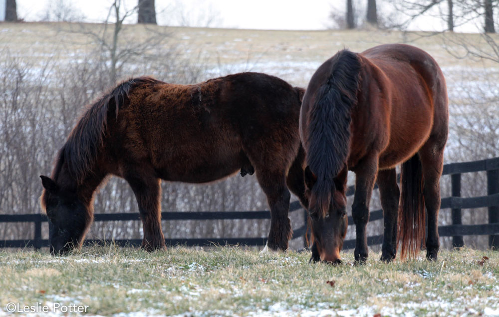 How Horses Grow Winter Coats - Horse Illustrated
