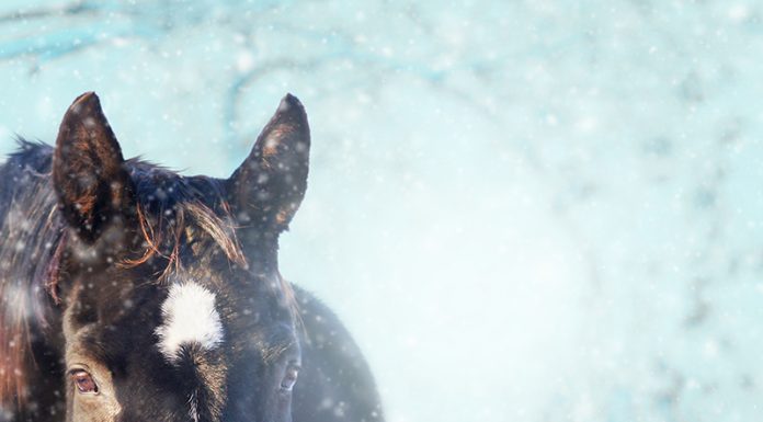 horse in the snow