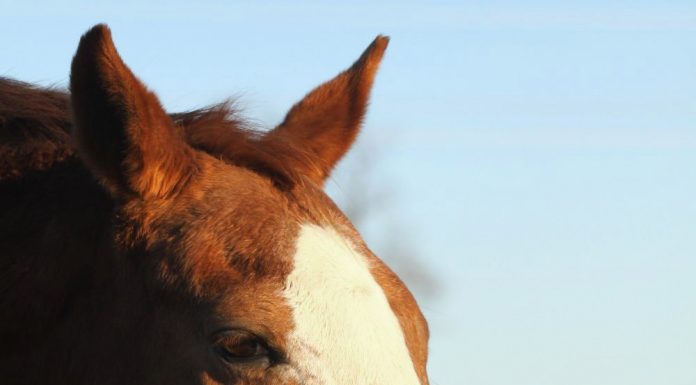 Horse eating a candy cane