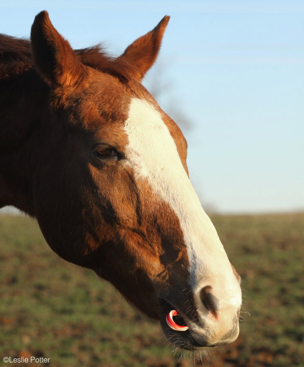 https://www.horseillustrated.com/wp-content/uploads/2017/09/horse-candy-cane.jpg