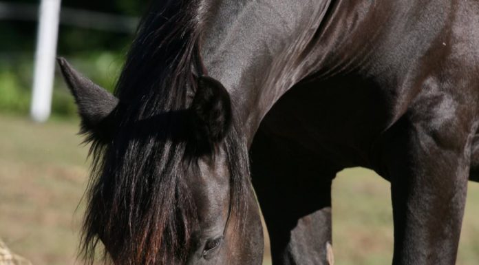 Friesian Horse Eating Hay