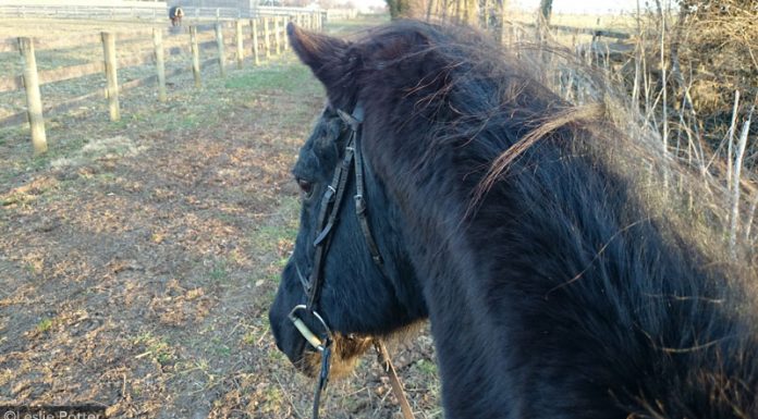 first horse ride