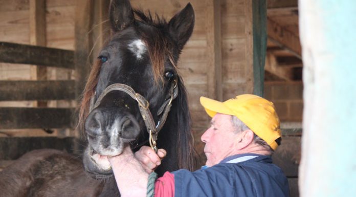 horse dentist