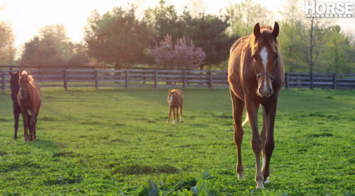 horse grazing