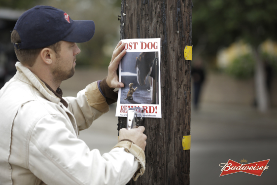 budweiser clydesdale